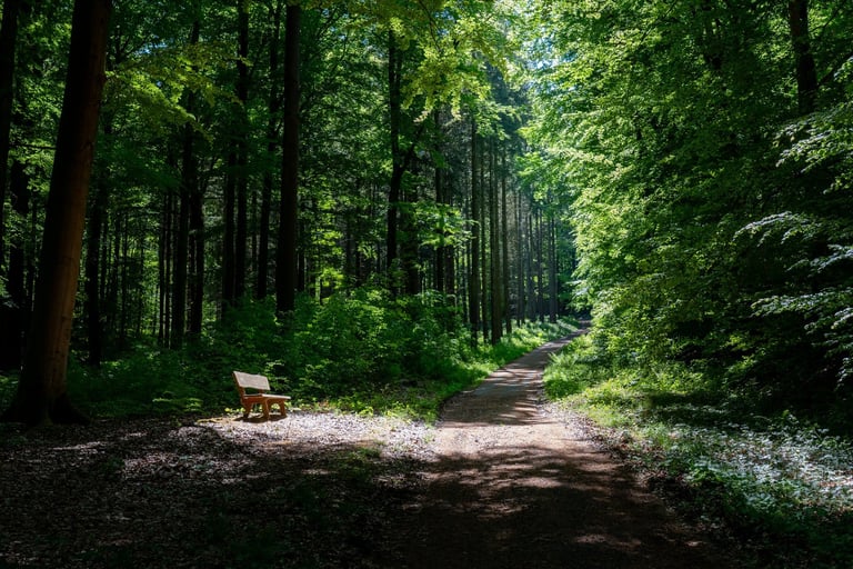 Cozy wooden bench nestled in vibrant autumn woods with dappled sunlight filtering through the trees