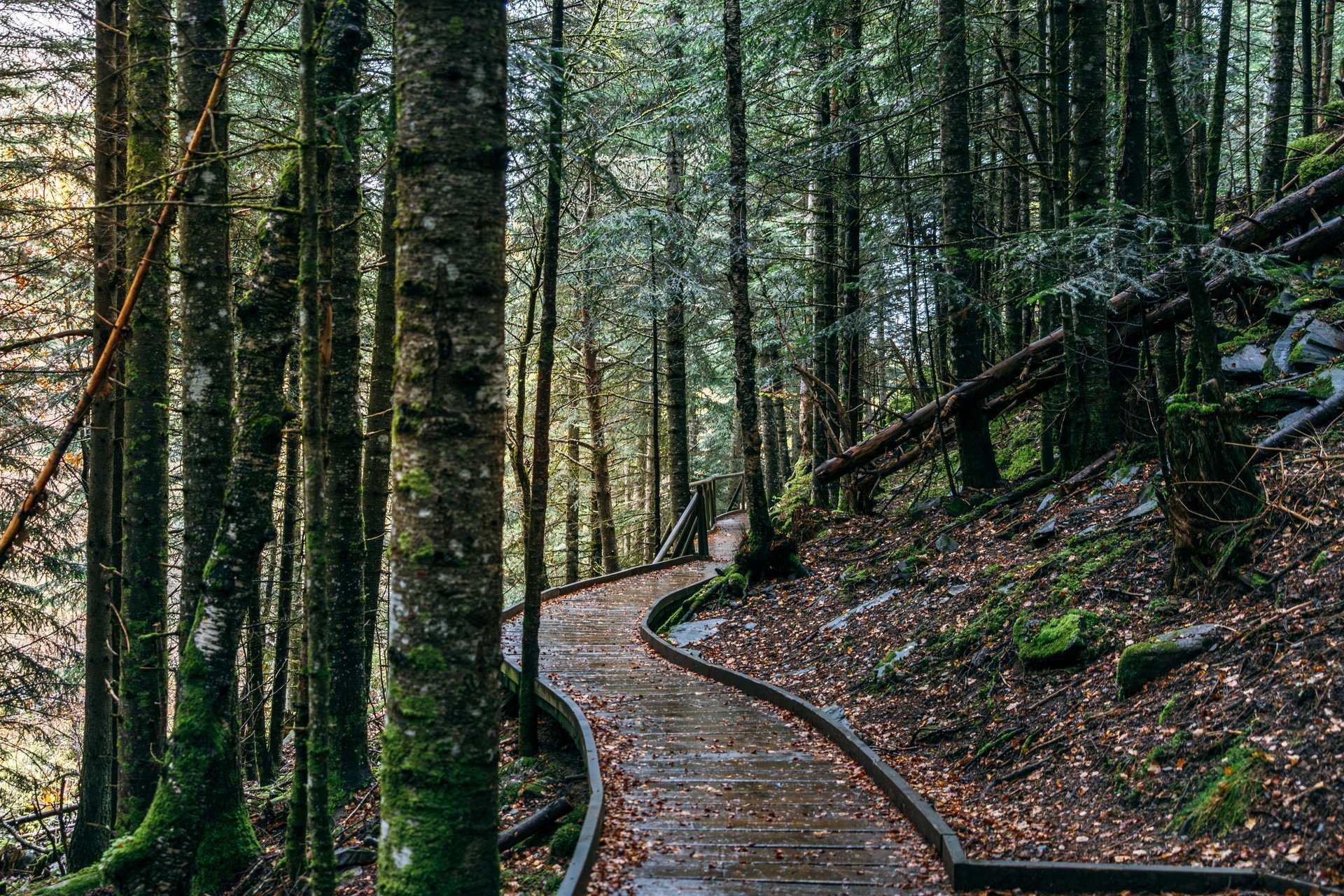 Wooden boardwalk path winding through dense forest with moss-covered trees and vibrant green foliage