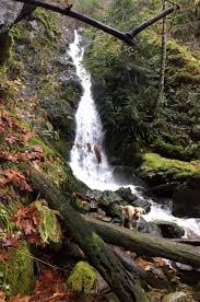 Waterfall cascading through a lush green forest with moss-covered rocks and fallen logs in the foreground